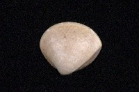 藏品(普通文蛤)的圖片